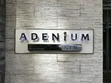 アデニウム東京八丁堀