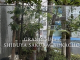 グランスイート渋谷桜丘町 8階 903