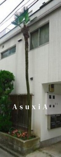 ドミセラベルス