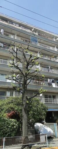 ニュー中目黒マンション