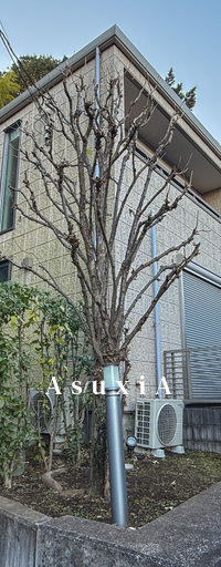上野毛森の家