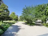センチュリーフォレスト