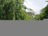 HARUMI FLAG PARK VILLAGE T棟 32階