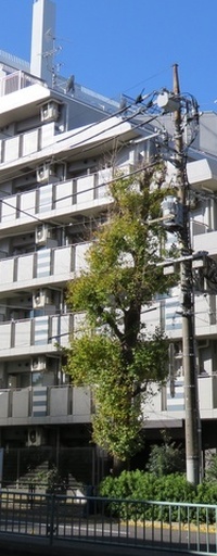 コンフォリア目黒八雲