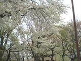 KS桜川 5階 507