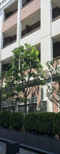 レグノ・セレーノ