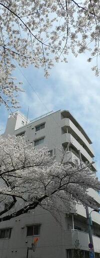 小石川播磨坂ハイツ